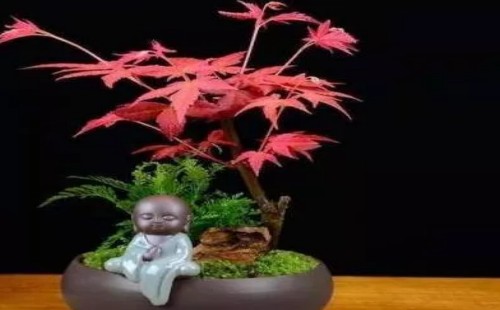 红枫盆景摘叶方法