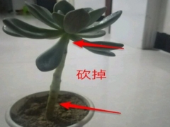 冬美人怎么砍头步骤