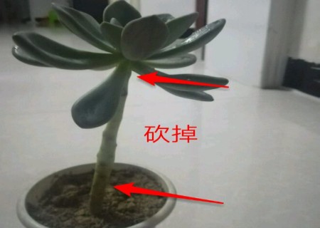 冬美人砍头图片