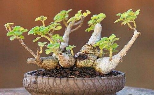 碰碰香老桩怎样修剪