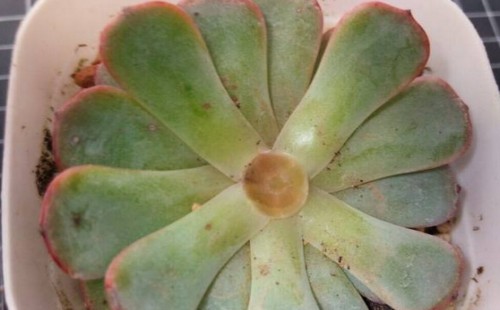 山地玫瑰开花怎么砍头