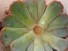 山地玫瑰开花怎么砍头