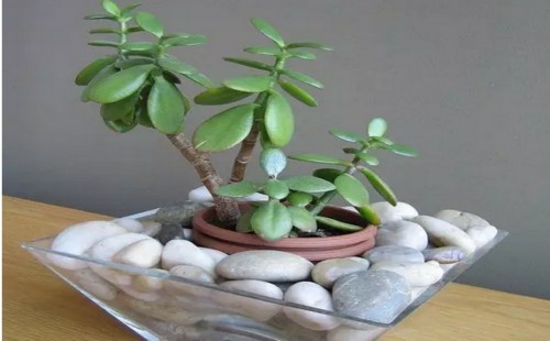 厚脸皮植物怎么修剪