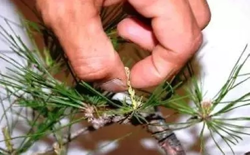 黑松盆栽摘芽?i针图解3