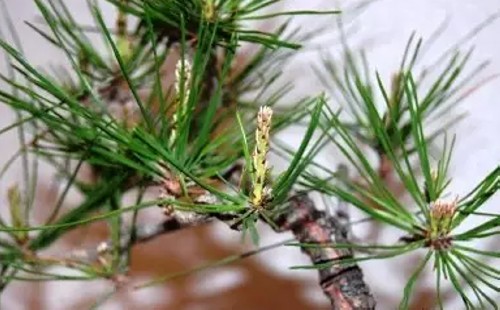 黑松盆栽摘芽?i针图解1