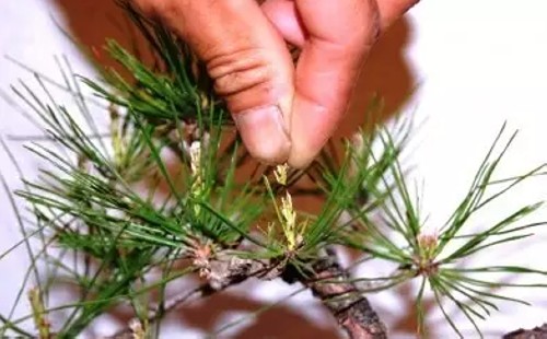 黑松盆栽摘芽?i针图解4
