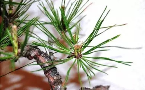 黑松盆栽摘芽?i针图解2