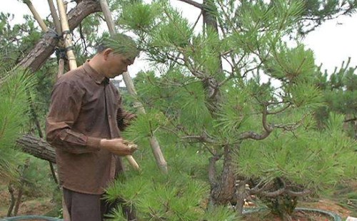 黑松剪枝切芽摘叶的方法1