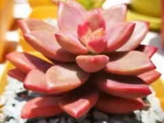 姬胧月怎么砍头