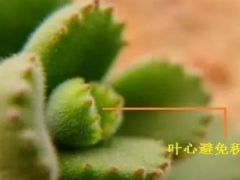 熊童子如何摘心