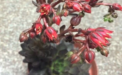黑王子开花后怎么处理