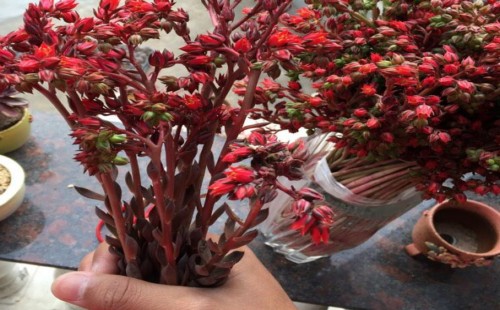 黑王子开花后怎么处理2