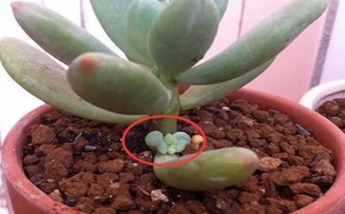 多肉长出侧芽怎么处理