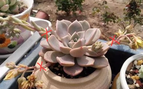 多肉花剑什么时候剪 从哪里开始剪合适