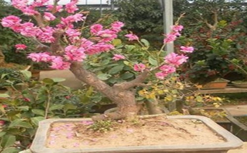 榆叶梅怎样修剪