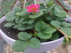 草莓侧芽留不留 要摘除吗