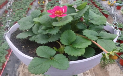 草莓侧芽留不留 要摘除吗