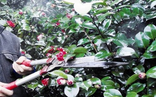 茶花什么时候剪枝