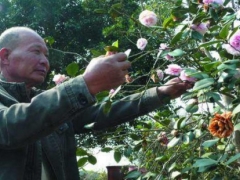 茶花开花后怎么修剪