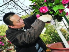 盆栽茶花怎么修剪