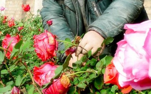 月季开花多久才修剪