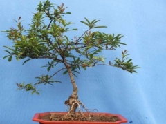 盆栽石榴树夏季修剪技巧