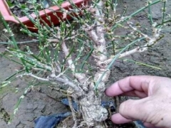 迎春花盆景怎样修剪
