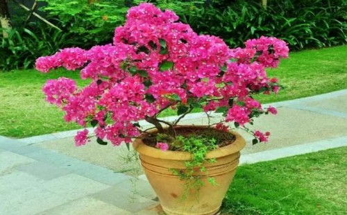 三角梅开花后的修剪方法