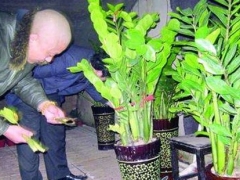 盆栽金钱树的修剪方法