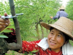 枣树如何环割环剥