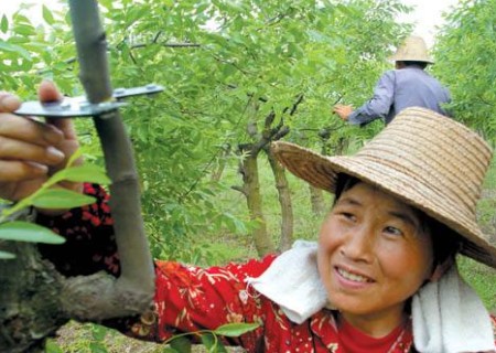 枣树如何环割环剥