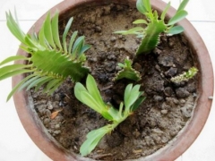 龙骨花该怎样去顶