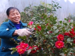 盆栽茶梅修剪技术
