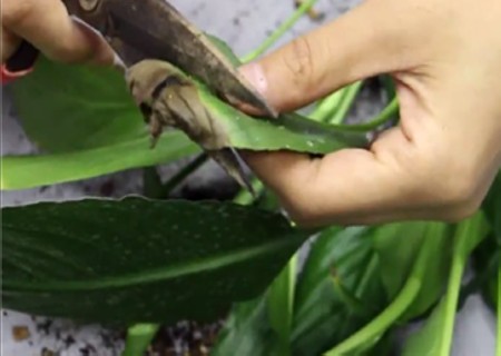 盆栽白掌怎么修剪