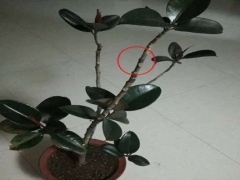 盆栽橡皮树如何剪枝