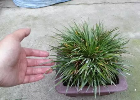菖蒲盆景怎么修剪2