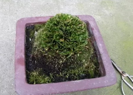 菖蒲盆景怎么修剪3