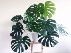 怎样修剪龟背竹