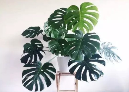 龟背竹的修剪方法