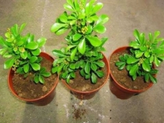 米兰花的剪枝方法