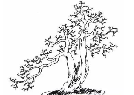 盆景蓄枝方法图解9