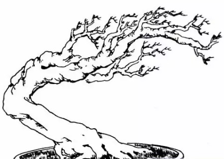 盆景蓄枝方法图解6