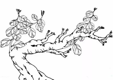 盆景蓄枝方法图解5