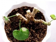 天竺葵怎么修剪