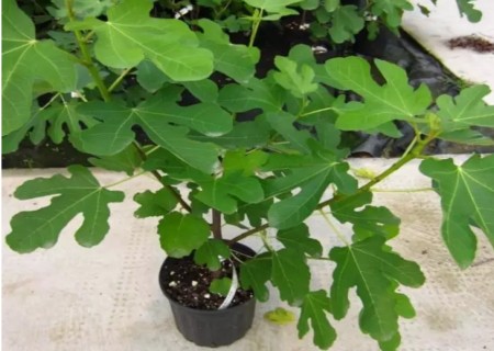 无花果如何剪枝