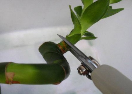 富贵竹的修剪方法