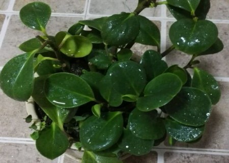 豆瓣绿如何修剪