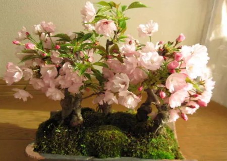 樱花盆栽修剪方法