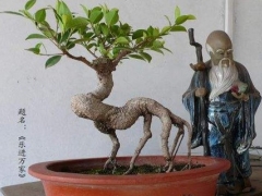 盆景露根的修剪方法