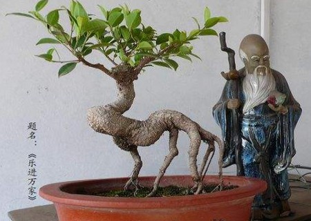 盆景露根的修剪方法